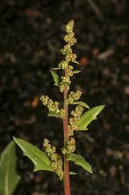 Attēlu rezultāti vaicājumam “Chenopodium album flower”
