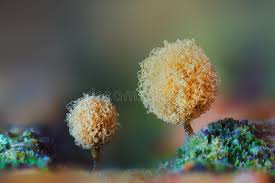 Attēlu rezultāti vaicājumam “Hemitrichia calyculata young”