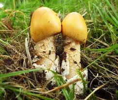 Attēlu rezultāti vaicājumam “Amanita crocea”