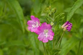 Attēlu rezultāti vaicājumam “Epilobium hirsutum flower”
