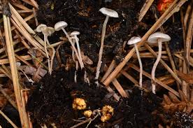 Attēlu rezultāti vaicājumam “Collybia sp.”