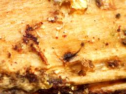 Attēlu rezultāti vaicājumam “Stemonaria irregularis young”