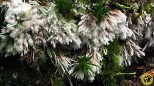 Attēlu rezultāti vaicājumam “Thelephora penicillata”