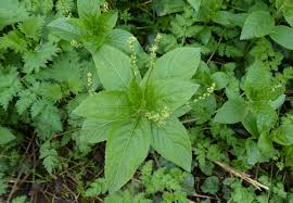 Attēlu rezultāti vaicājumam “Mercurialis perennis”