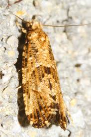 Attēlu rezultāti vaicājumam “Morophaga choragella”