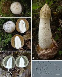 Attēlu rezultāti vaicājumam “Phallus impudicus”