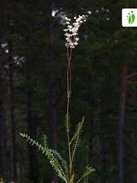 Attēlu rezultāti vaicājumam “Filipendula vulgaris flower”