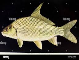 Image result for Carpiodes velifer