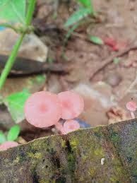Attēlu rezultāti vaicājumam “Mycena rosella”