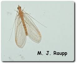 Attēlu rezultāti vaicājumam “Chrysopidae larva”