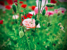 Image result for Papaver rhoeas