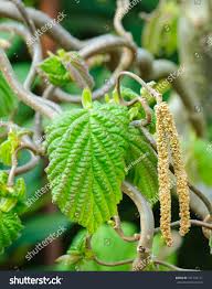 Attēlu rezultāti vaicājumam “Corylus avellana leaf”