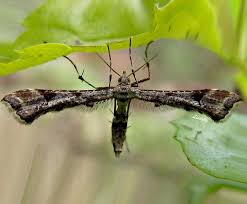 Attēlu rezultāti vaicājumam “Platyptilia sp.”