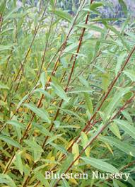 Attēlu rezultāti vaicājumam “Salix daphnoides subsp. acutifolia”