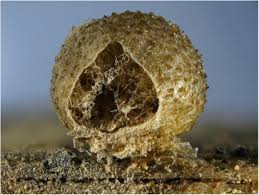 Attēlu rezultāti vaicājumam “myxomicetes”