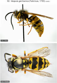 Attēlu rezultāti vaicājumam “Vespula germanica”