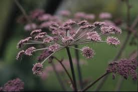 Attēlu rezultāti vaicājumam “Pimpinella major leaf”