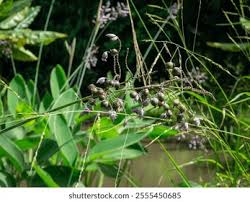 Attēlu rezultāti vaicājumam “Cladium mariscus fruit”