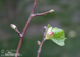 Attēlu rezultāti vaicājumam “Tilia cordata bud”