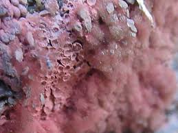 Attēlu rezultāti vaicājumam “Arcyria stipata spores”