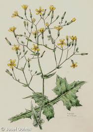 Attēlu rezultāti vaicājumam “Mycelis muralis”