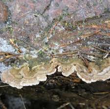 Attēlu rezultāti vaicājumam “Trichaptum abietinum”