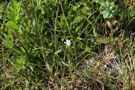 Attēlu rezultāti vaicājumam “Cerastium holosteoides leaf”