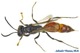 Attēlu rezultāti vaicājumam “Crabronidae”