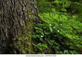 Attēlu rezultāti vaicājumam “Trientalis europaea bud”