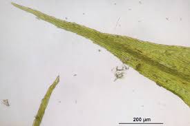 Attēlu rezultāti vaicājumam “Sciuro-hypnum populeum”