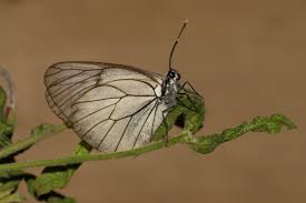 Attēlu rezultāti vaicājumam “Aporia crataegi pupa”