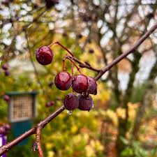 Attēlu rezultāti vaicājumam “Clematis fruit”