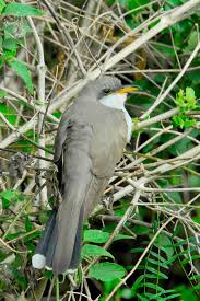 Image result for Coccyzus americanus