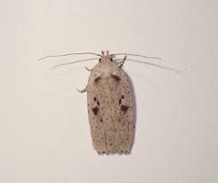 Attēlu rezultāti vaicājumam “Agonopterix hypericella imago”