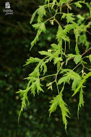 Attēlu rezultāti vaicājumam “Tilia platyphyllos Laciniata”