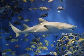 Image result for Negaprion acutidens