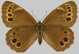 Attēlu rezultāti vaicājumam “Lopinga achine”