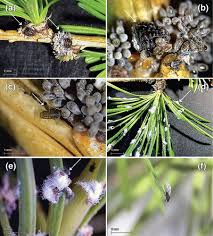 Attēlu rezultāti vaicājumam “Adelges laricis”