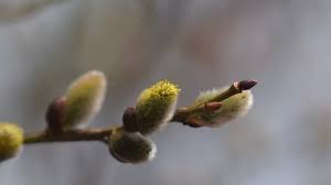 Attēlu rezultāti vaicājumam “Salix aurita bud”