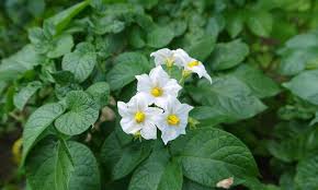 Attēlu rezultāti vaicājumam “Solanum tuberosum flower”