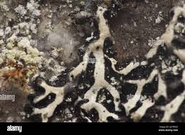 Attēlu rezultāti vaicājumam “Menegazzia terebrata”