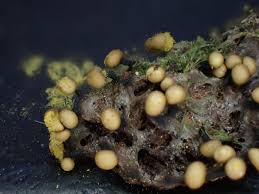 Attēlu rezultāti vaicājumam “Hemitrichia leiotricha spores”