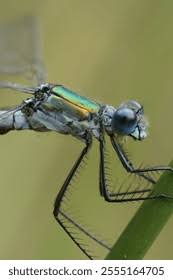 Attēlu rezultāti vaicājumam “Lestes dryas”