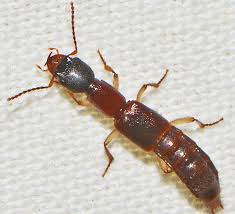 Attēlu rezultāti vaicājumam “Staphylinidae”