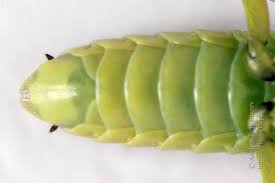 Attēlu rezultāti vaicājumam “Rhogogaster picta”