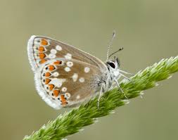 Attēlu rezultāti vaicājumam “Aricia artaxerxes”