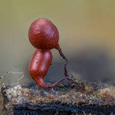 Attēlu rezultāti vaicājumam “Arcyria imperialis”