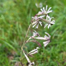 Attēlu rezultāti vaicājumam “Silene nutans”