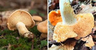 Attēlu rezultāti vaicājumam “Hydnum rufescens”