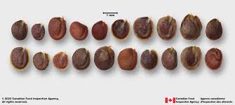 Attēlu rezultāti vaicājumam “Berteroa incana fruit”